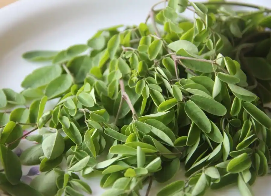 Moringa leaves juice recipe